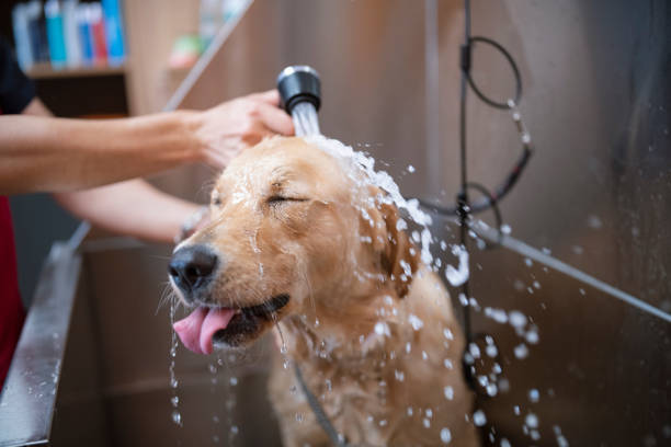 bow meow Cute Golden Retriever dog is taking a shower in a grooming studio